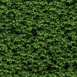 Dark-Bush-42