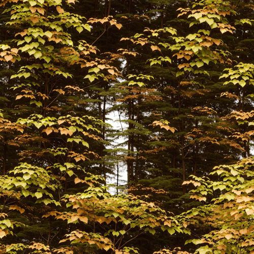 Deep Forest Camouflage 46