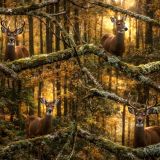 Deer-Camouflage-50