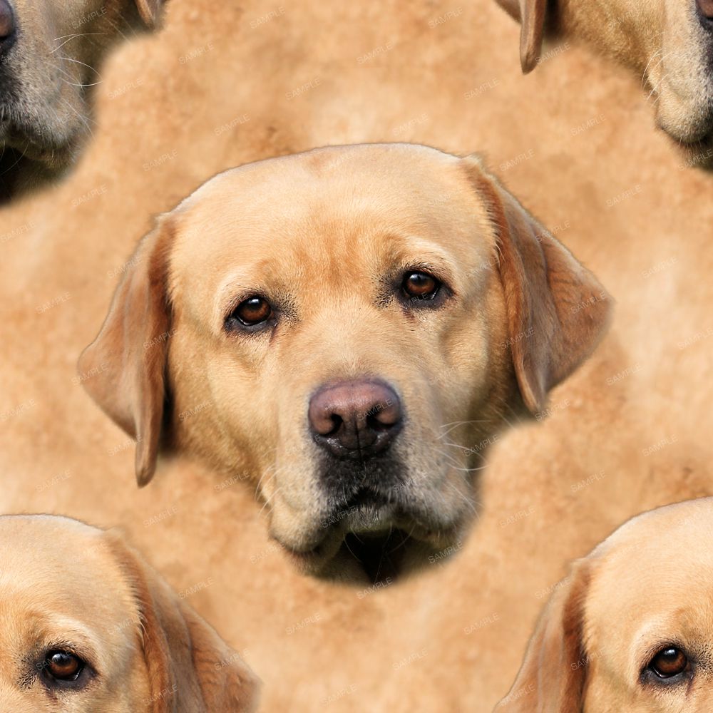 DogFace 22