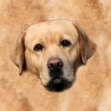 DogFace-23