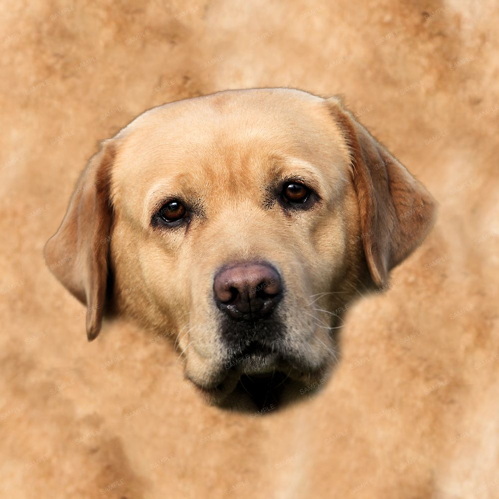 DogFace 23