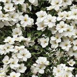 Dogwood-Flowers