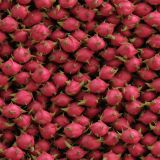 Dragon-Fruit