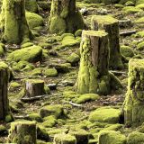 Drain-the-Swamp