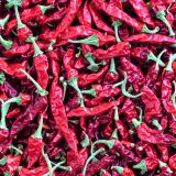 Dried-Chili-Peppers