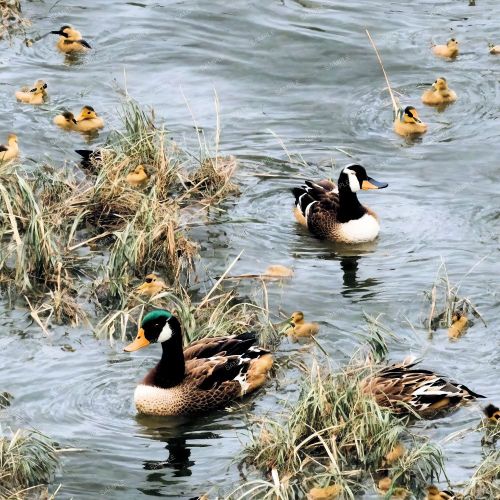 Duck Pond with Ducklings