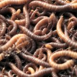 Earthworms-45