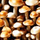 Edible-Mushrooms