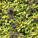 Elderberry-Bush