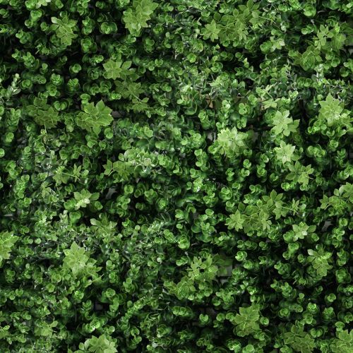 Eucalyptus Bush