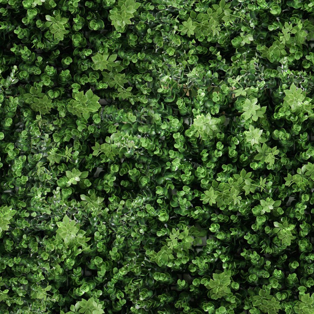 Eucalyptus Bush