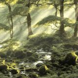 Fantasy-Forest-Camo-43