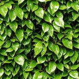 Ficus-Bush