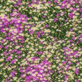 Field-of-Flowers-43