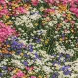 Field-of-Flowers-44