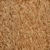 Field-of-Wheat