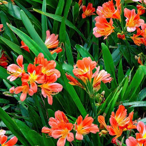 Fire Lillies