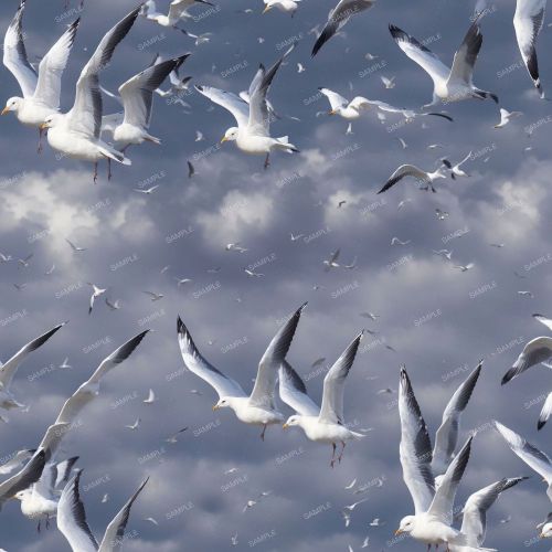 Flock of Seagulls