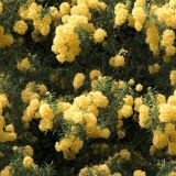 Flowering-Mesquite-Tree