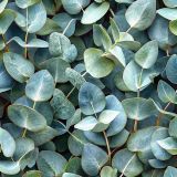 French-Bleu-Eucalyptus