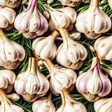 Garlic-Bulbs-42