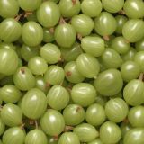 Gooseberries-42