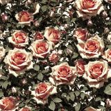 Gothic-Style-Rose-Bush