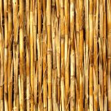 Grass-Reeds-44