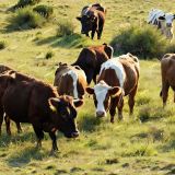 Grazing-Cattle-1