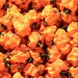 Habanero-Peppers-22