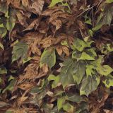 Hand-Painted-Leaf-Camouflage