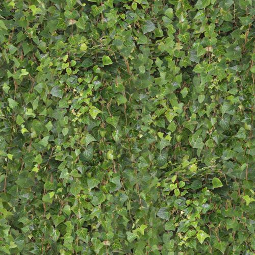 Hanging Ivy