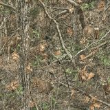 Hidden-Deer-Camo-46.jpg