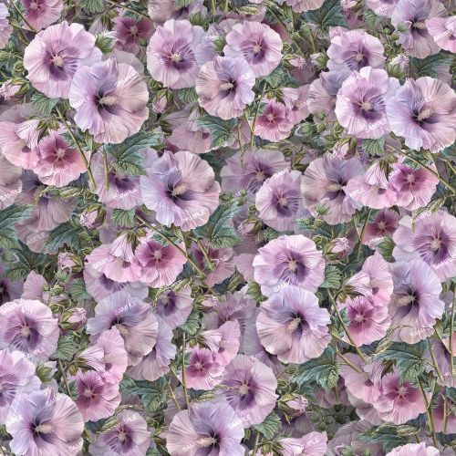 Hollyhocks 22