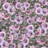 Hollyhocks-22