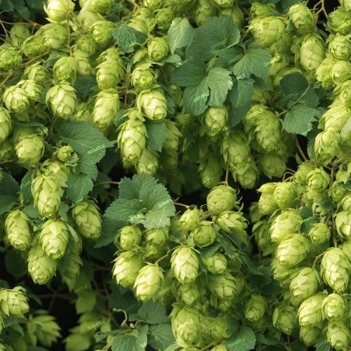 Hops Vine 42