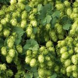 Hops-Vine-42