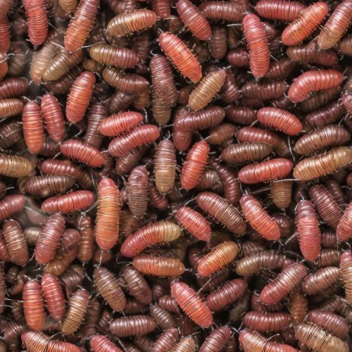 Japanese Beetle Grubs