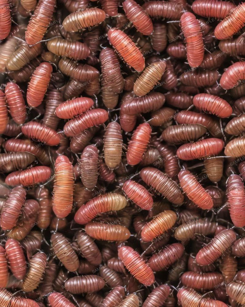 Japanese Beetle Grubs