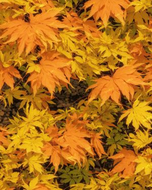 Japanese Maple 25