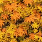 Japanese-Maple-25