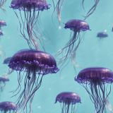 Jellyfish-43