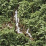 Jungle-Stream-42