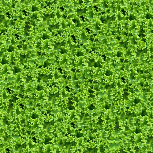 Kale