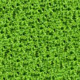 Kale