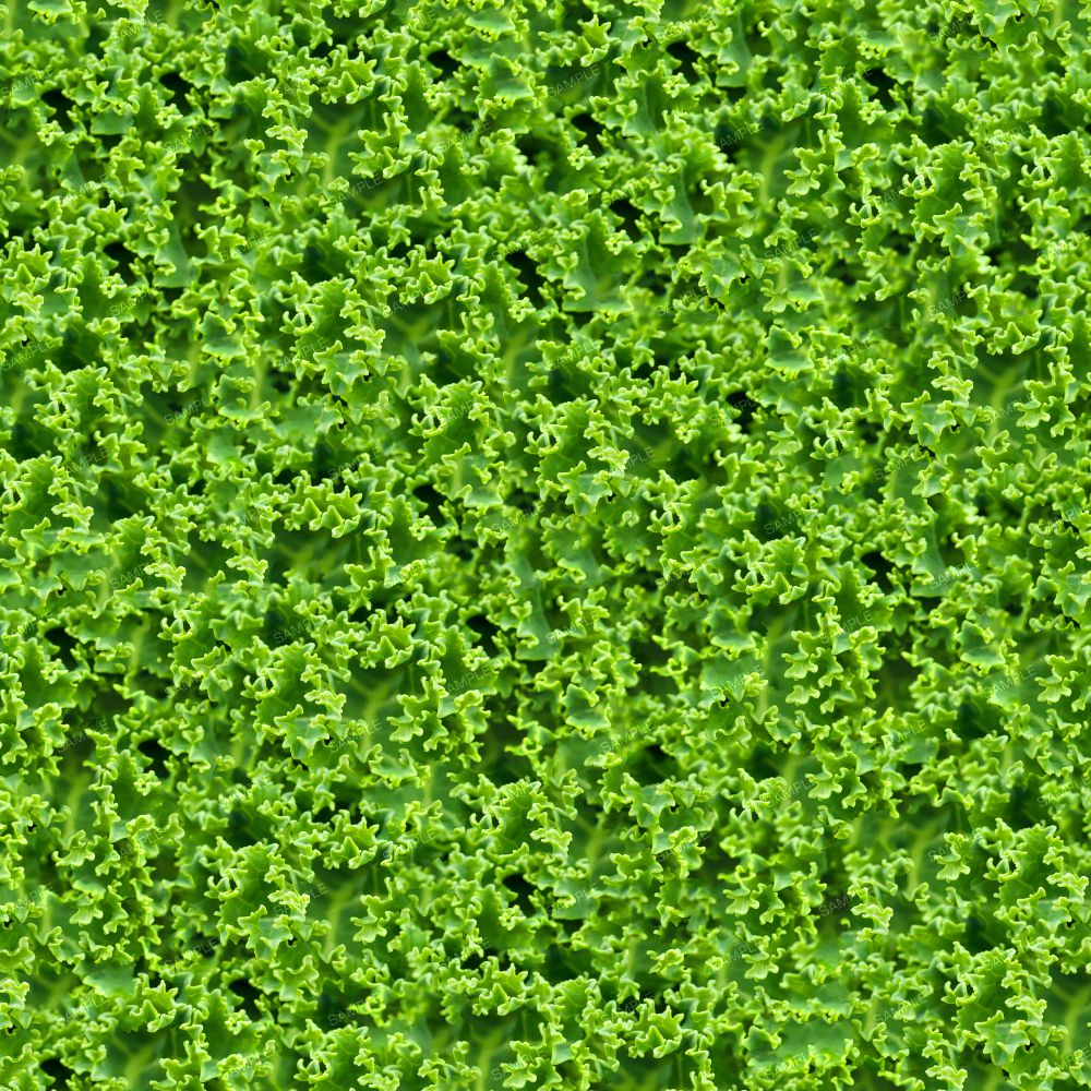 Kale