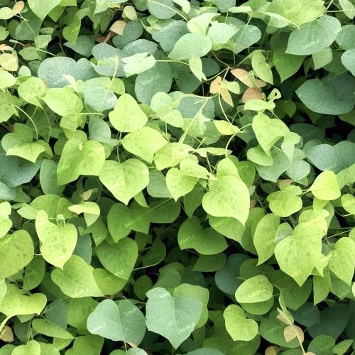 Kudzu Vine 42