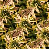 Kush-Camo-49