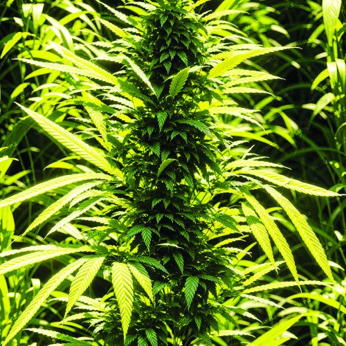 Kush Crop 42
